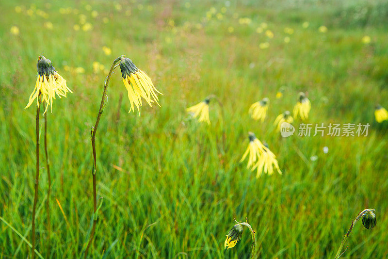 Cremanthodium Benth(垂头菊) growing in plain
